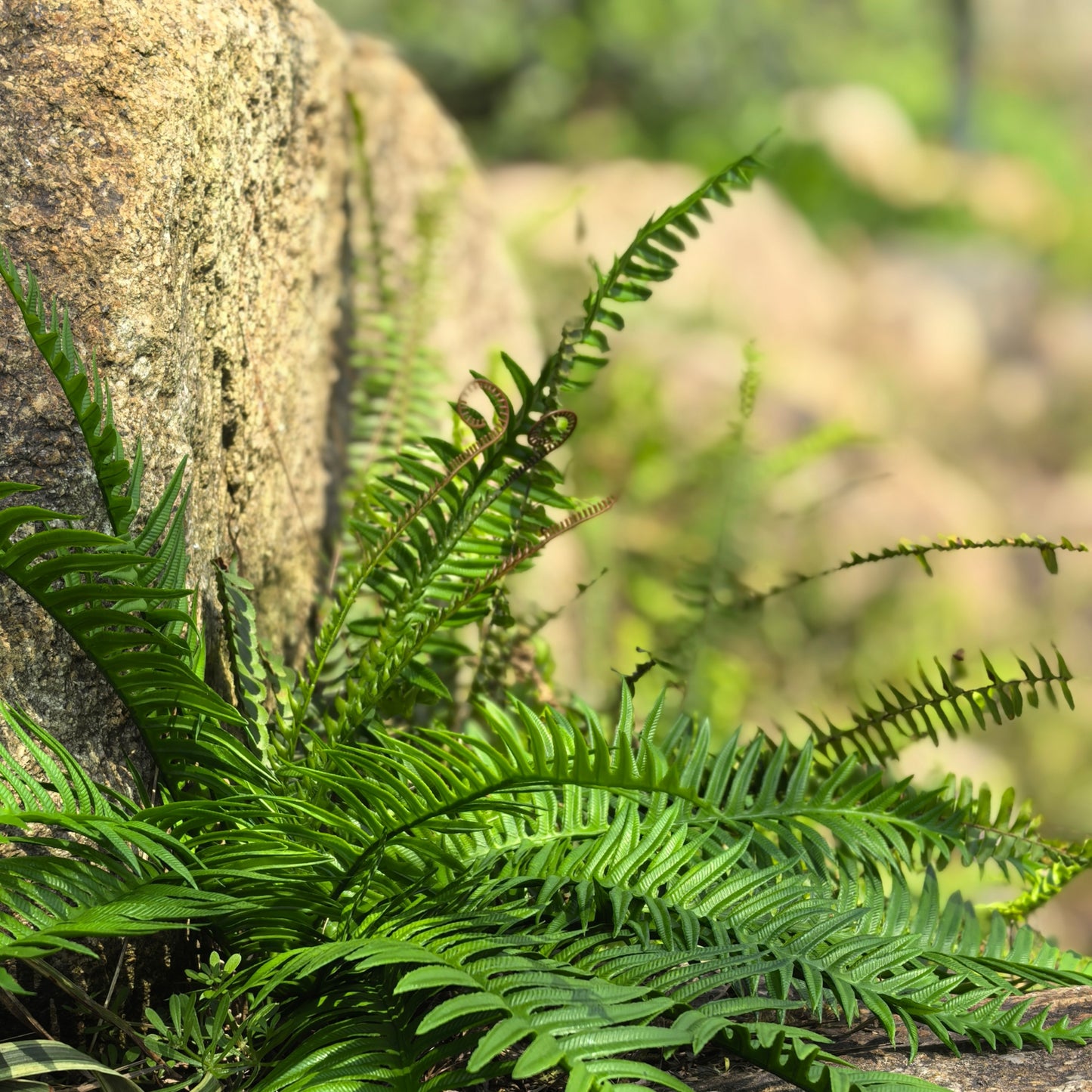 Artificial Boston Ferns 18 Leaves 21" Long