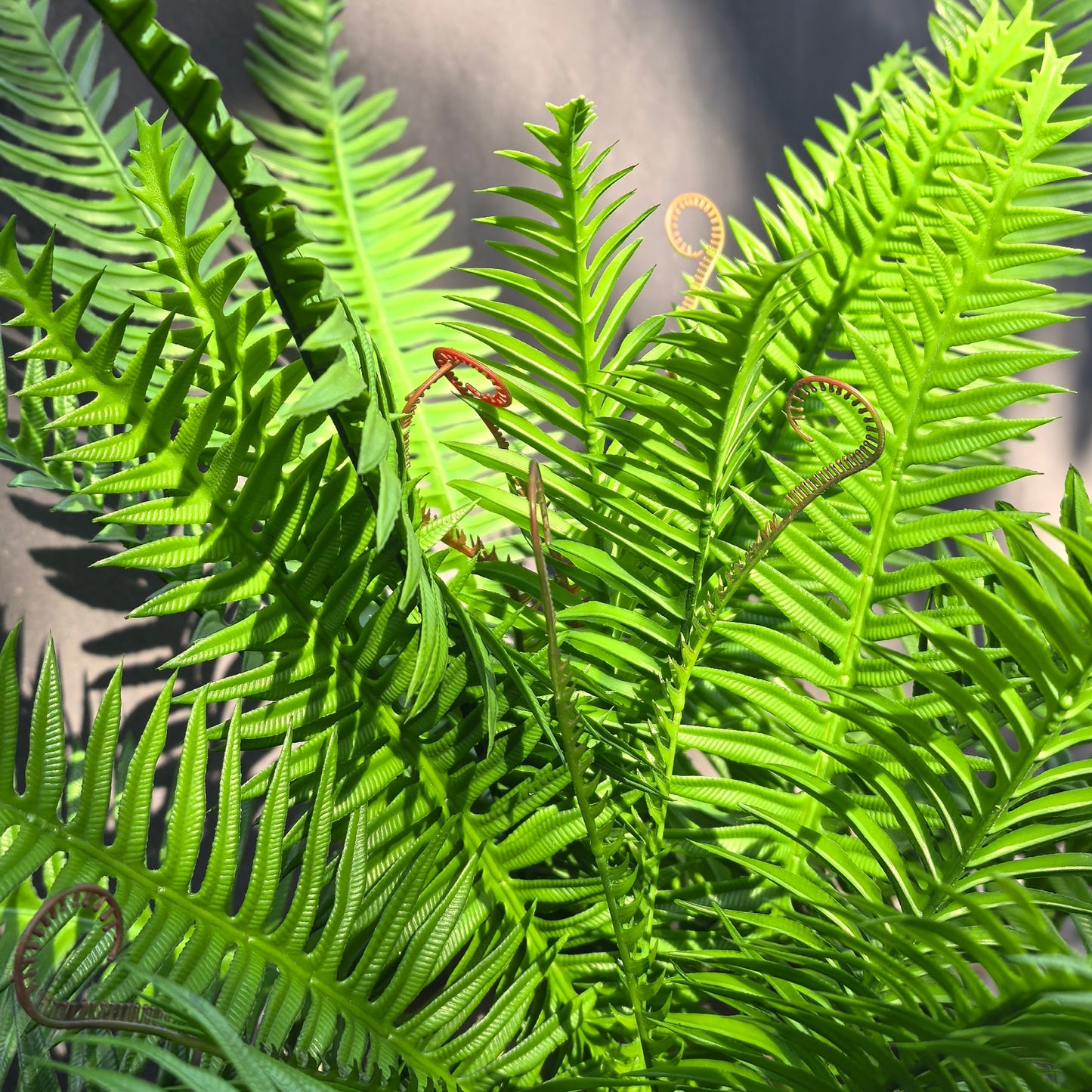 Artificial Boston Ferns 18 Leaves 21" Long