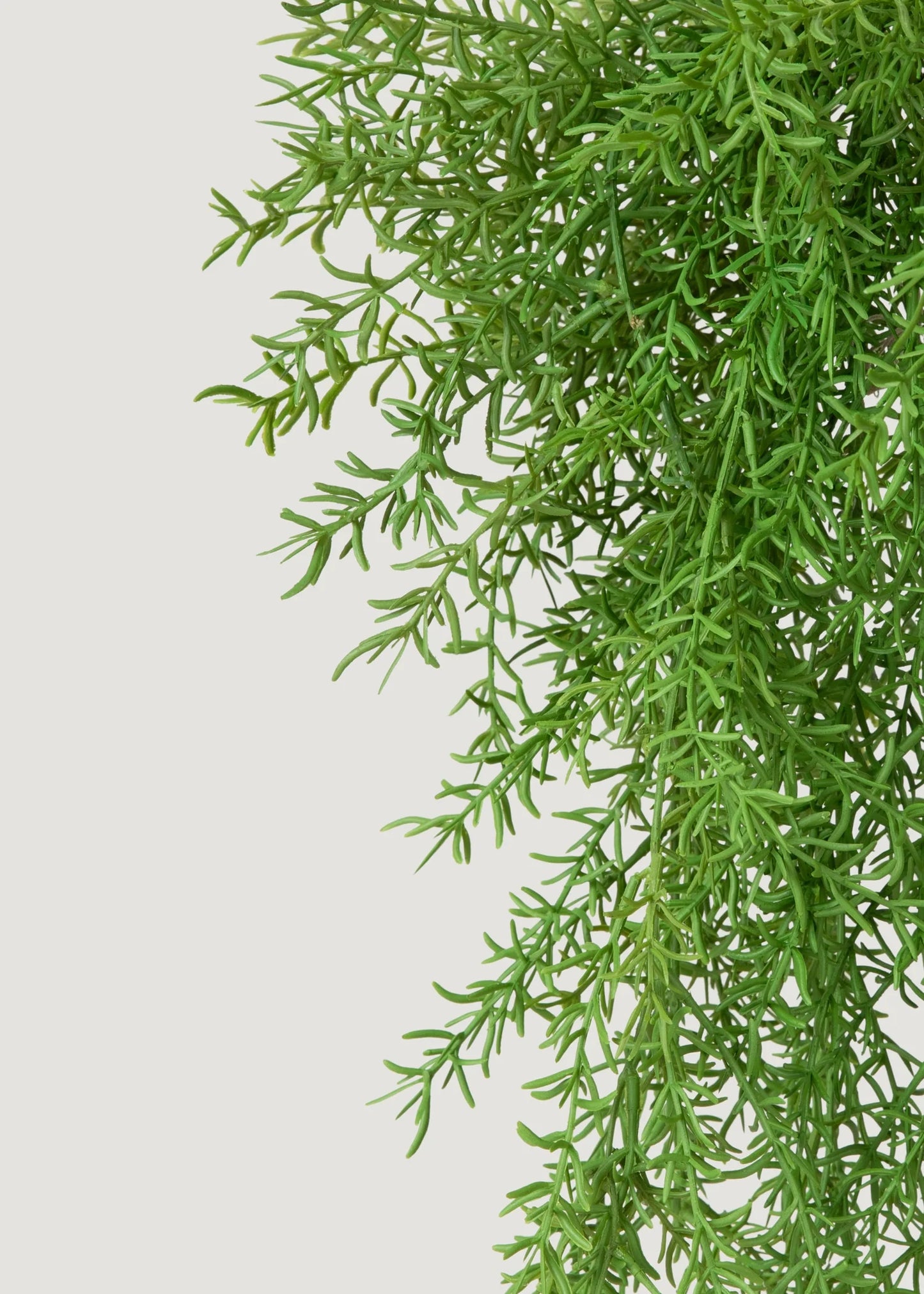 Faux Hanging Asparagus Fern Plant - 22"